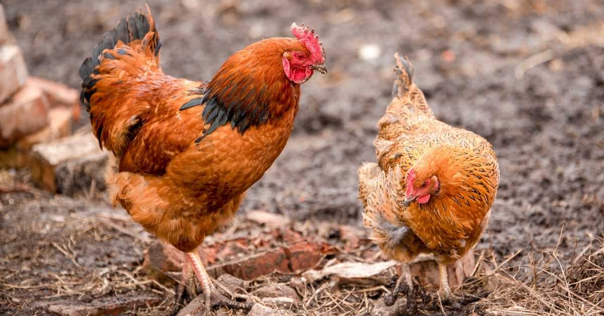Can Chickens Eat Apples? (Read This First)