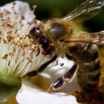 How Much Does a Queen Bee Cost? (It Will Surprise You!)