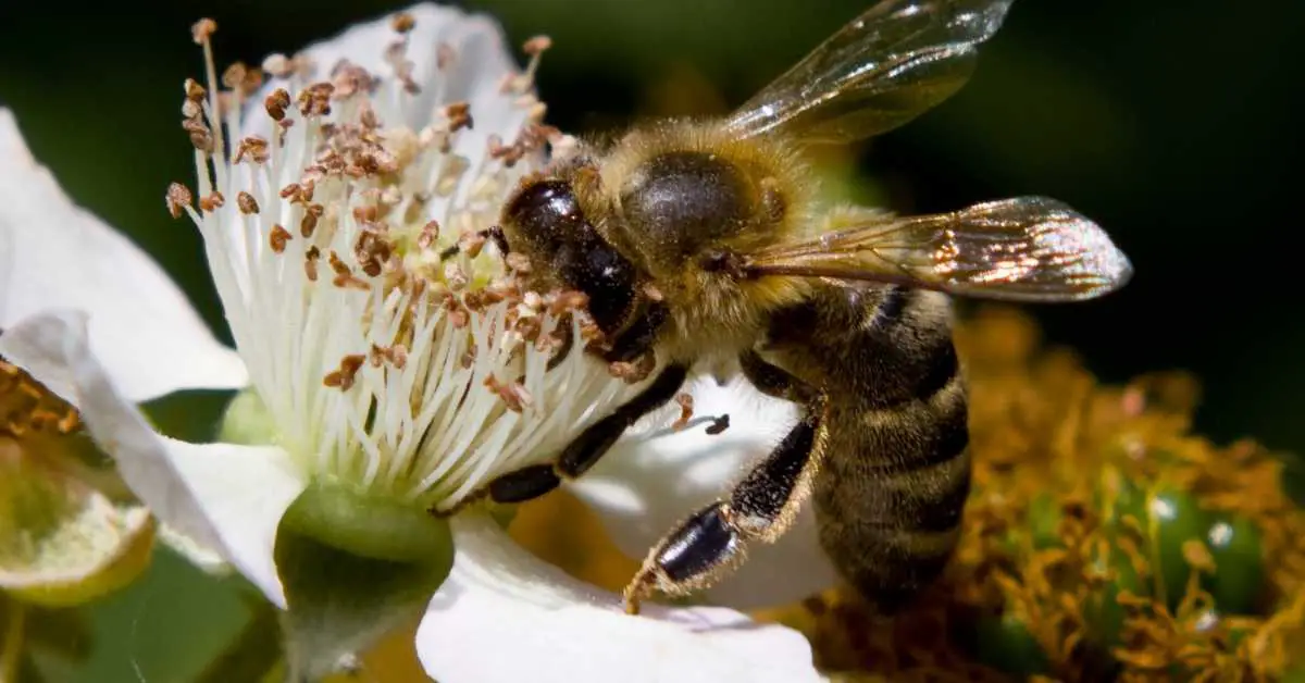 How Much Does a Queen Bee Cost? (It Will Surprise You!)