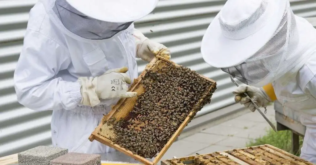 How much do honey bees cost