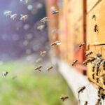 How Much Do Honey Bees cost To Start Your Own Hive? (Our Best Information)