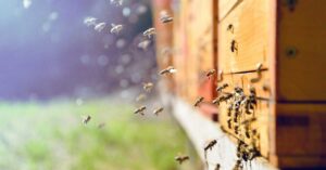 How much do honey bees cost