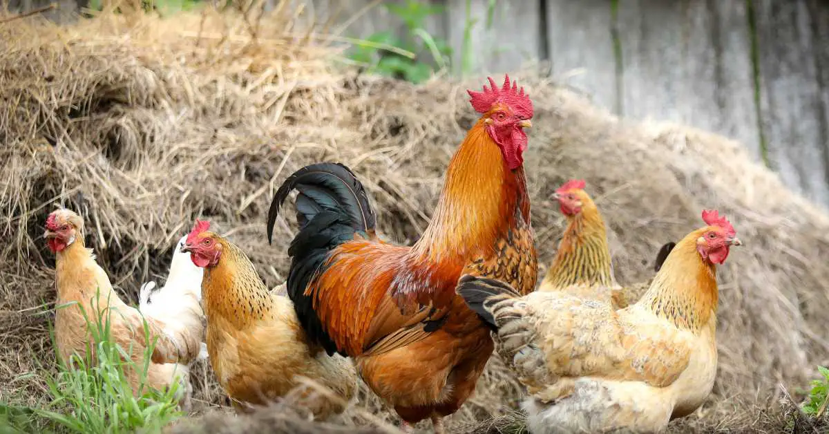 Can Chickens Sleep in The Rain? (Answered)