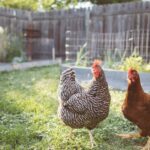 Can Chickens Get Stung By Bees?