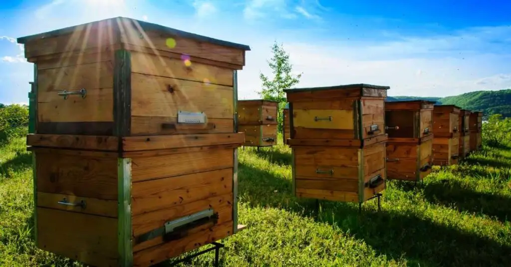 best bee hives for beginners