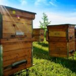 Best Bee Hives for Beginners: A Comprehensive Guide