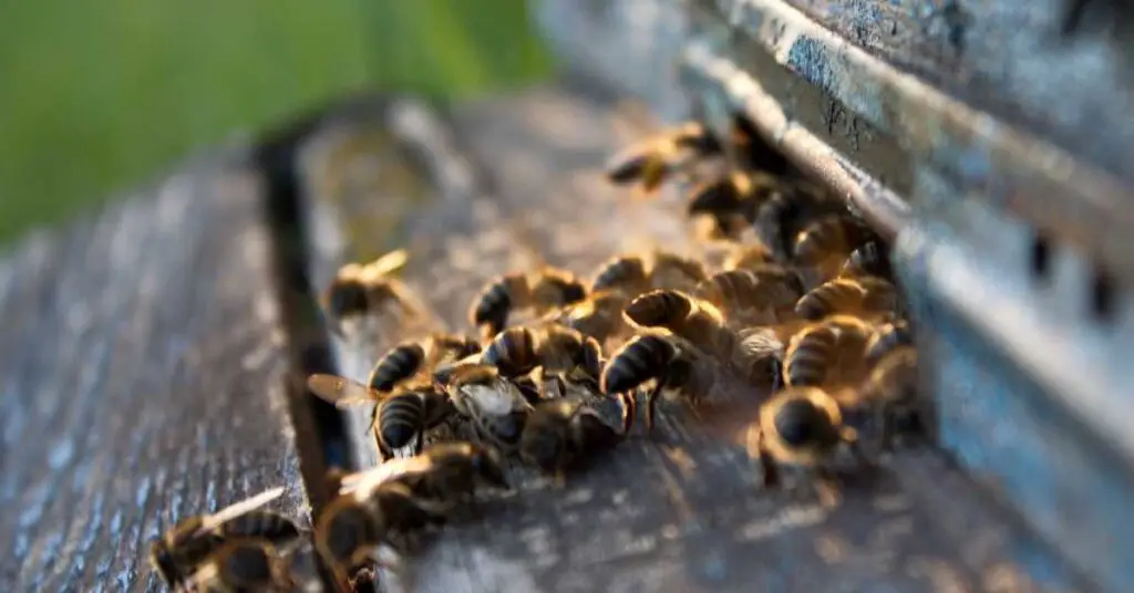 Can You Keep Bees Without Harvesting Honey