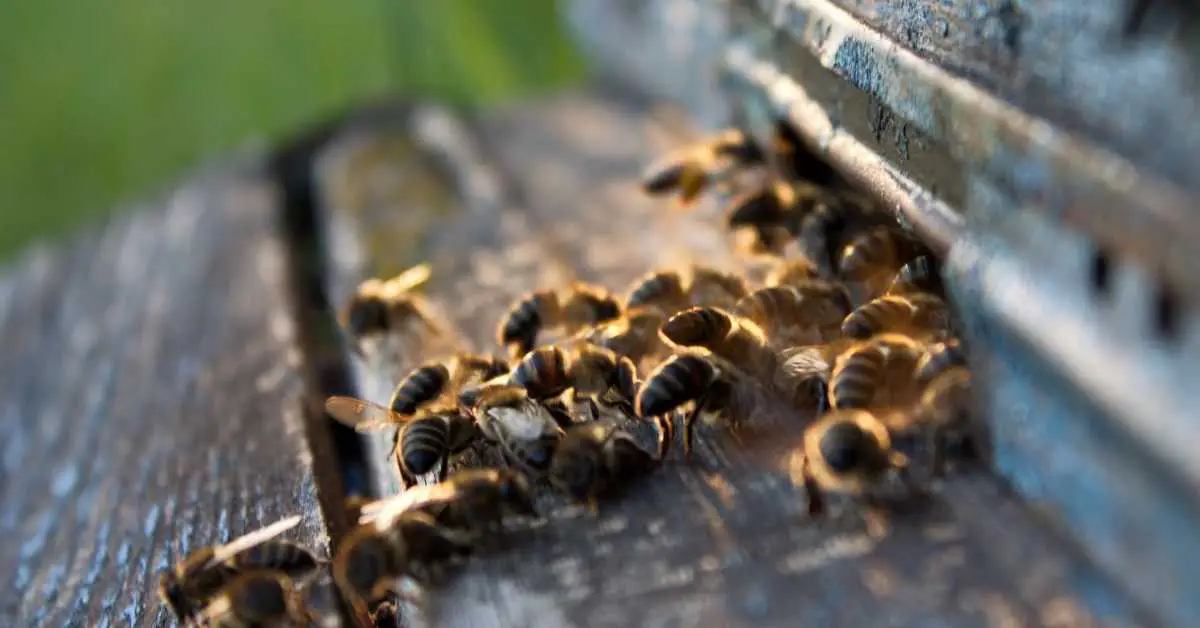 Can You Keep Bees Without Harvesting Honey?